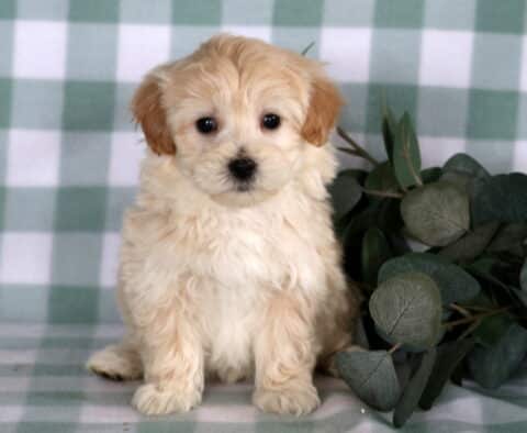 Cream and light apricot Maltipoo puppy sitting on a green checkered blanket beside eucalyptus greenery, featuring floppy ears, a fluffy coat, round dark eyes, and an alert, gentle expression.