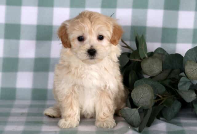 Cream and light apricot Maltipoo puppy sitting on a green checkered blanket beside eucalyptus greenery, featuring floppy ears, a fluffy coat, round dark eyes, and an alert, gentle expression. image