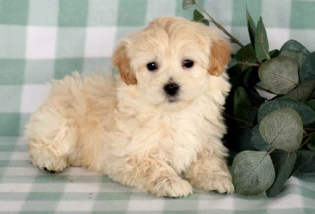 Fluffy apricot and cream Maltipoo puppy lying on a green checkered backdrop next to eucalyptus leaves, with a soft wavy coat, dark button eyes, and a calm, sweet expression. image