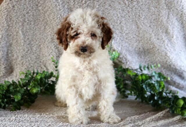 Petey Mini Poodle image