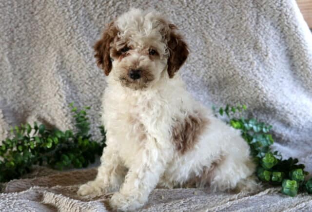 Petey Mini Poodle2 image