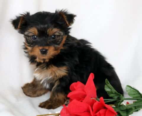 Petey Yorkie