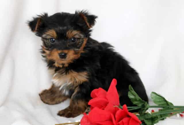 Petey Yorkie image
