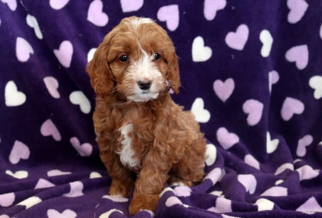 Piggy Cockapoo image