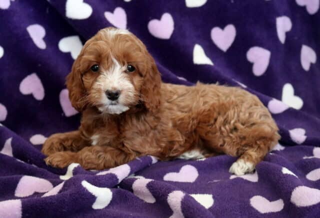 Piggy Cockapoo2 image