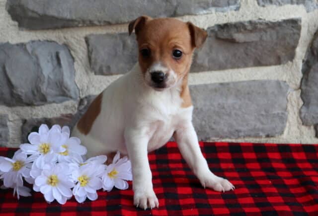 Jack Russell Terrier puppy sitting on a red and black buffalo plaid blanket next to white daisy flowers, showing a smooth white coat with soft tan patches and floppy ears, photographed in front of a gray stone wall. image