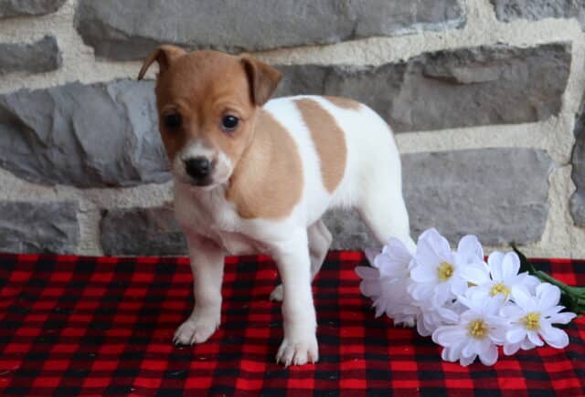 Jack Russell Terrier puppy standing on a red and black buffalo plaid blanket beside white daisy flowers, featuring a smooth white coat with tan saddle markings and a curious expression, posed in front of a gray stone wall. image