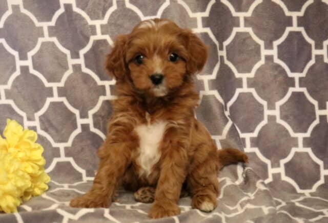 Piper Cavapoo image