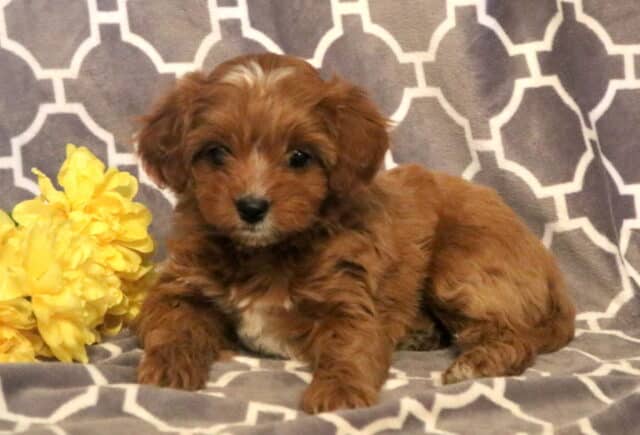 Piper Cavapoo2 image