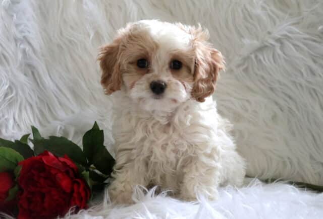 Piper Poodle Mix image