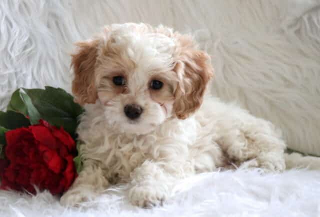 Piper Poodle Mix2 image