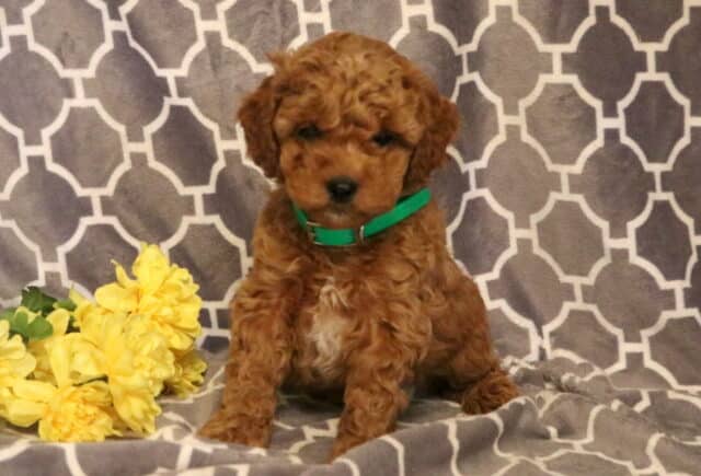 Pirate Cavapoo image