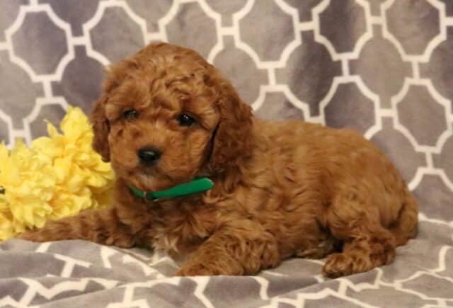 Pirate Cavapoo2 image