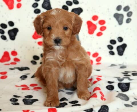 Mini Goldendoodle puppy with a rich apricot curly coat and small white chest patch, sitting upright on a paw-print blanket during an indoor puppy photo session