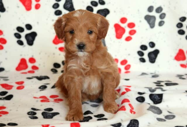 Mini Goldendoodle puppy with a rich apricot curly coat and small white chest patch, sitting upright on a paw-print blanket during an indoor puppy photo session image