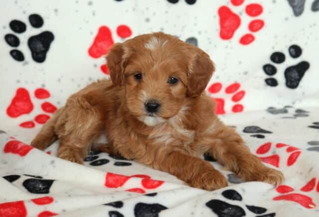 Mini Goldendoodle puppy with a fluffy apricot coat and soft wavy fur, lying comfortably on a paw-print fleece blanket during an indoor puppy photo shoot image