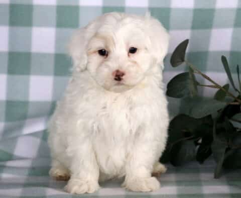 Fluffy white Maltipoo puppy sitting on a green checkered backdrop, showcasing a soft curly coat, dark expressive eyes, and a sweet teddy bear face.