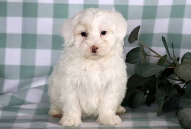 Fluffy white Maltipoo puppy sitting on a green checkered backdrop, showcasing a soft curly coat, dark expressive eyes, and a sweet teddy bear face. image
