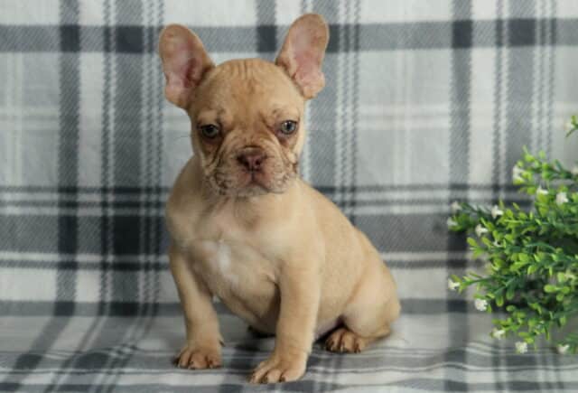 Light fawn French Bulldog puppy sitting slightly angled on a gray plaid backdrop, with large upright ears, soft facial wrinkles, and a calm expression, posed beside a small green plant. image