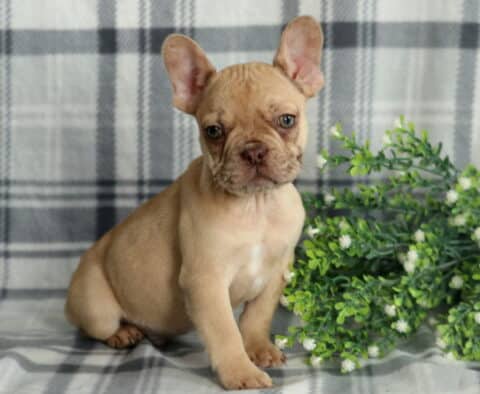 Poe Frenchie Retake2