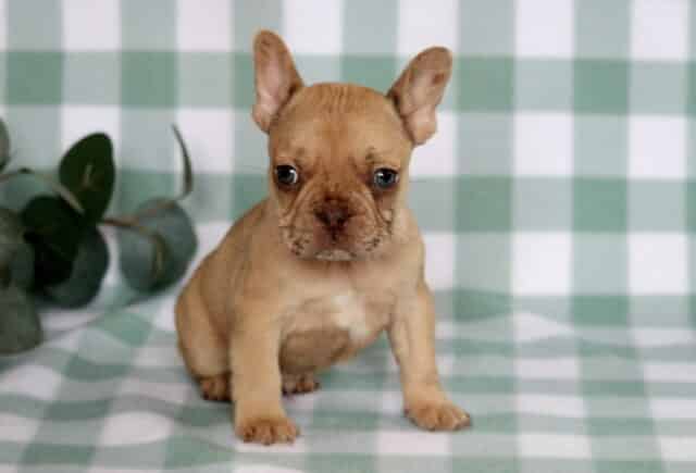 Fawn French Bulldog puppy sitting on a soft green gingham backdrop with eucalyptus accents, featuring upright bat ears, a wrinkled muzzle, and expressive blue-gray eyes. image