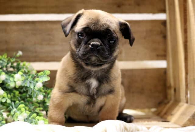 Sweet Jug puppy sitting in a rustic wooden crate, fawn-colored Pug and Jack Russell mix with a black mask and gentle expression image