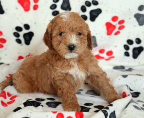 Mini Goldendoodle puppy with a soft apricot curly coat and white chest marking, lying on a paw-print blanket and looking gently toward the camera indoors