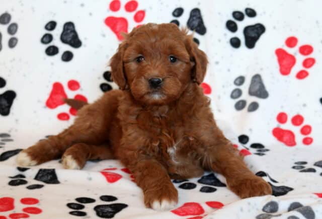 Mini Goldendoodle puppy resting on a paw-print blanket, showcasing a rich red-apricot curly coat, floppy ears, bright dark eyes, and tiny white markings on the paws and chest. image
