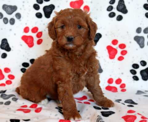 Pongo Mini Goldendoodle2