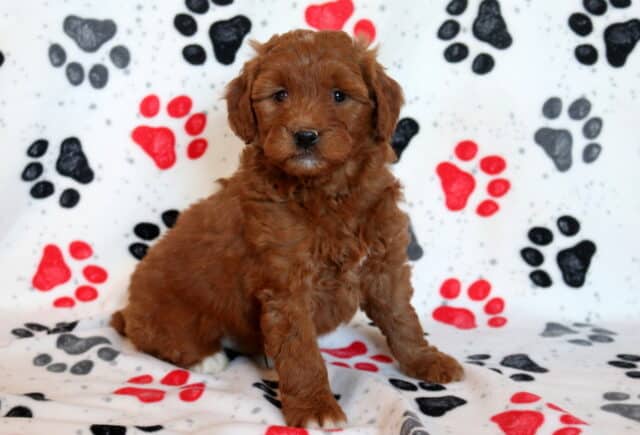 Mini Goldendoodle puppy sitting on a paw-print blanket, featuring a fluffy red-apricot curly coat, sweet round face, dark expressive eyes, and floppy ears image