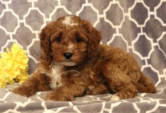 Porky Cavapoo image
