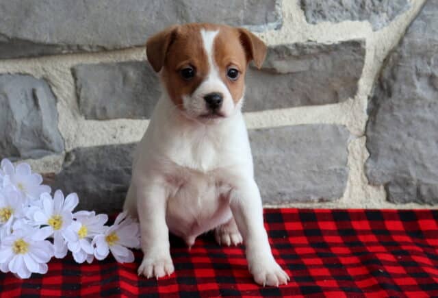 Jack Russell Terrier puppy with a smooth white coat and tan markings, sitting on a red and black plaid blanket beside white daisy flowers, photographed in front of a textured stone wall with an alert, sweet expression. image
