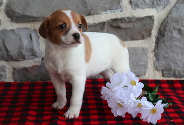 Jack Russell Terrier puppy with a smooth white coat and tan patches, standing alert on a red and black plaid blanket beside white daisy flowers, photographed against a rustic gray stone wall while looking off to the side. image