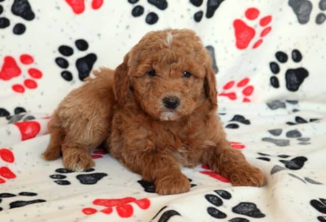 Mini Goldendoodle puppy with a rich apricot, curly coat lying on a white paw-print blanket, showing a calm, cuddly expression during an indoor puppy photo session image