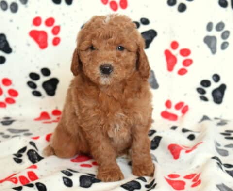 Mini Goldendoodle puppy sitting upright on a white paw-print blanket, featuring a fluffy apricot coat, teddy-bear face, and gentle expression in a studio-style puppy photo