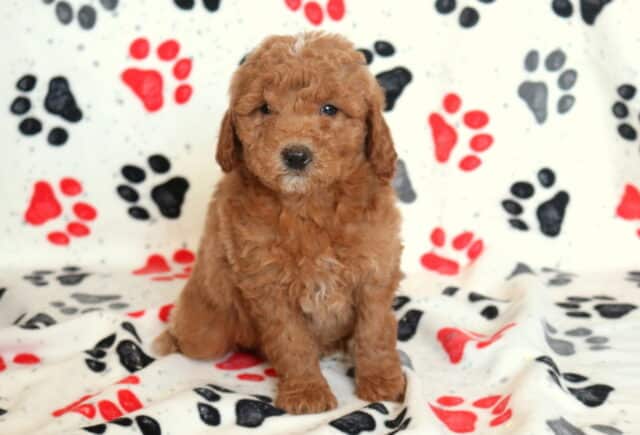 Mini Goldendoodle puppy sitting upright on a white paw-print blanket, featuring a fluffy apricot coat, teddy-bear face, and gentle expression in a studio-style puppy photo image