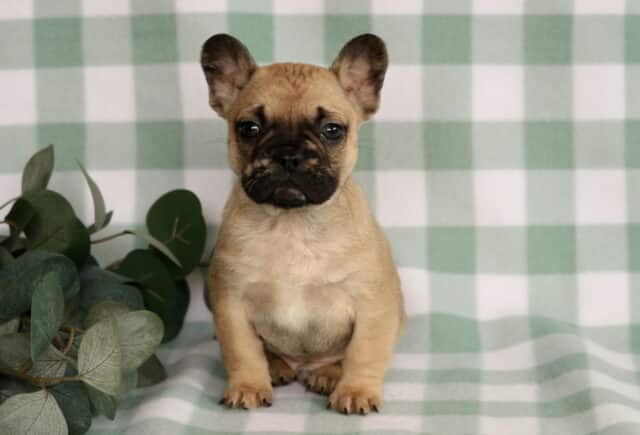 Fawn French Bulldog puppy sitting upright on a green gingham blanket beside eucalyptus leaves, showing a dark mask, compact build, bat ears, and bright round eyes. image