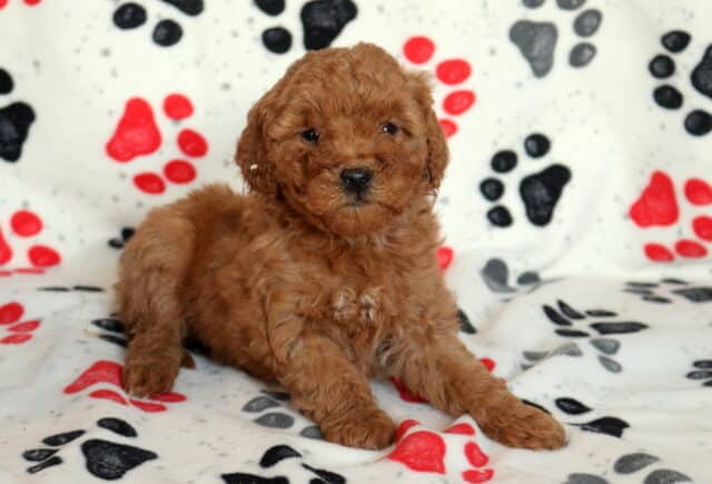 Mini Goldendoodle puppy with a curly apricot coat lying on a paw-print blanket, looking sweet and alert during an indoor photo session image