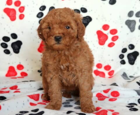 Mini Goldendoodle puppy with a fluffy apricot coat sitting upright on a paw-print blanket, photographed indoors with a calm and curious expression