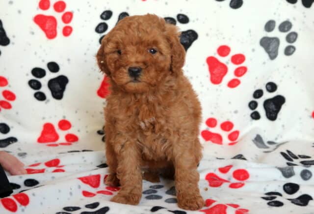 Mini Goldendoodle puppy with a fluffy apricot coat sitting upright on a paw-print blanket, photographed indoors with a calm and curious expression image