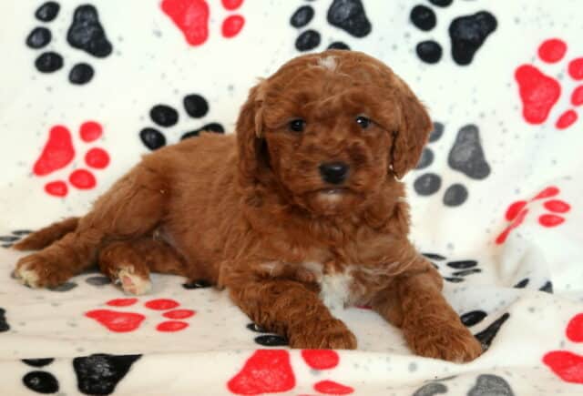 Mini Goldendoodle puppy resting on a paw-print fleece blanket, showcasing a rich apricot curly coat, sweet expressive eyes, and a cuddly teddy-bear look, perfect for families searching for a loving Mini Goldendoodle puppy. image