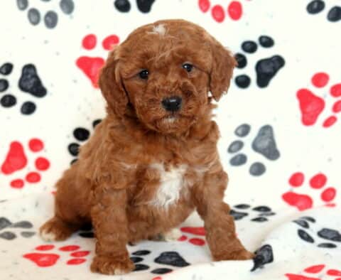 Prince Mini Goldendoodle2