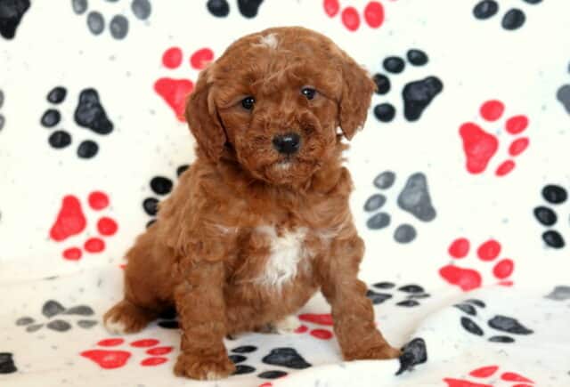 Mini Goldendoodle puppy sitting upright on a paw-print fleece blanket, featuring a deep apricot curly coat, small white chest markings, dark button eyes, and a sweet teddy-bear expression. image