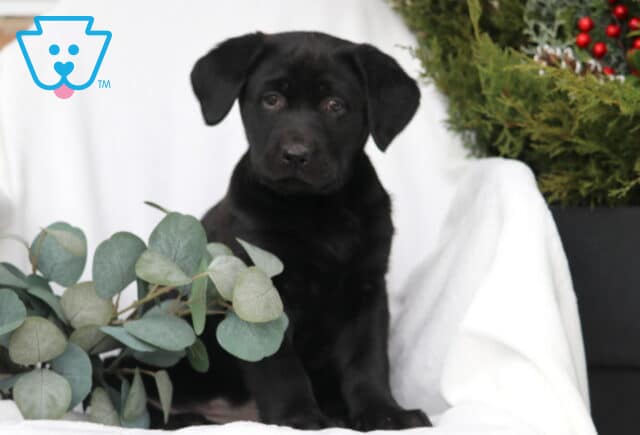 Black Labrador Retriever puppy sitting on a white blanket beside green eucalyptus leaves, looking calmly at the camera. image
