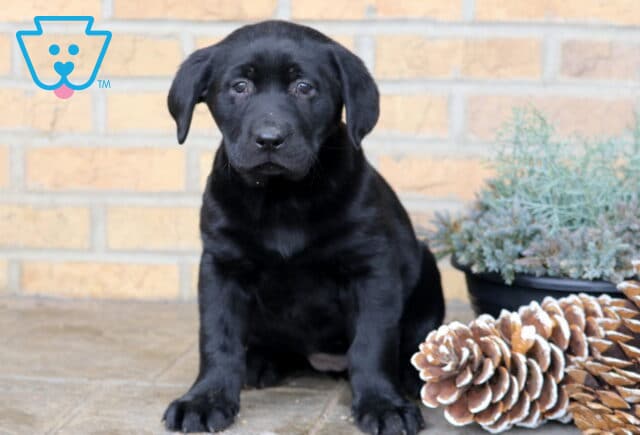 Black Labrador Retriever puppy sitting on a stone floor in front of a brick wall, posed beside pinecones and a small potted plant. image