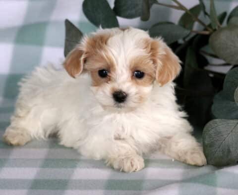 Tiny white and apricot Maltipoo puppy with soft floppy ears resting on a green checkered blanket beside eucalyptus leaves, featuring bright dark eyes and a fluffy wavy coat.
