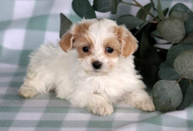 Tiny white and apricot Maltipoo puppy with soft floppy ears resting on a green checkered blanket beside eucalyptus leaves, featuring bright dark eyes and a fluffy wavy coat. image