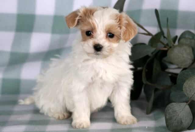 Fluffy white and apricot Maltipoo puppy sitting on a green checkered backdrop next to eucalyptus leaves, featuring a soft wavy coat, dark round eyes, and petite build. image