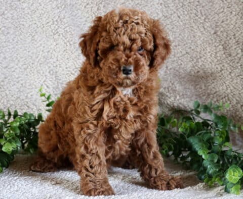 Princess Mini Poodle