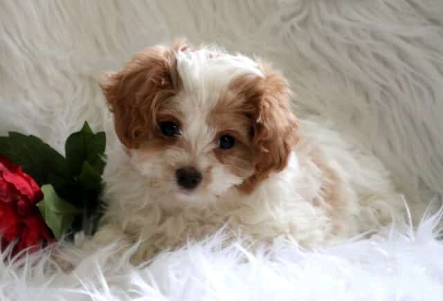 Princess Poodle Mix image